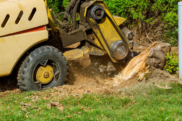 Best Tree Clearing Services  in Goddard, KS